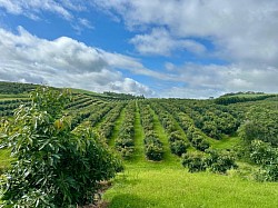 1. Avocado 2. 10 tons 3. 5 years Renewable 4. Richard's Bay/Durban Port 5. Can be negotiated with the buyer after successful trial 6. South Africa 7. Carton/box 8. $2000-$2500 per ton 9. Upto 1000 tons a month 10. $62 per ton 11. We can be both on seller and buyer depending on the deal