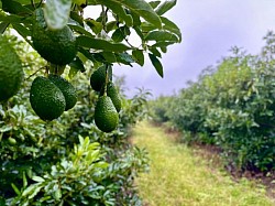 1. Avocado 2. 10 tons 3. 5 years Renewable 4. Richard's Bay/Durban Port 5. Can be negotiated with the buyer after successful trial 6. South Africa 7. Carton/box 8. $2000-$2500 per ton 9. Upto 1000 tons a month 10. $62 per ton 11. We can be both on seller and buyer depending on the deal