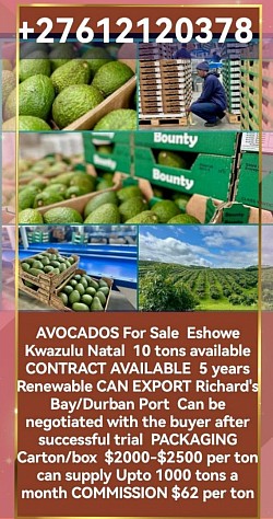 AVOCADOS For Sale  Eshowe Kwazulu Natal  10 tons available  CONTRACT AVAILABLE  5 years Renewable CAN EXPORT Richard's Bay/Durban Port  Can be negotiated with the buyer after successful trial  PACKAGING Carton/box  $2000-$2500 per ton   can supply Upto 1000 tons a month COMMISSION $62 per ton