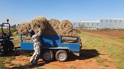 Benoni  Klein ronde Eragrostis-bale 27 kg elk 300 beskikbaar  Minimum afgelewer per volle vrag 8ton Min oplaai 10 R80 elk  Benoni  Small round Eragrostis bales 27kg each 300 available  Minimum Delivered per full load 8ton Min collect 10 R80 each  Melinda 0612120378