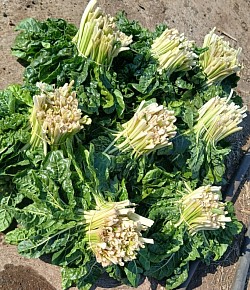 Honeydew area Spinach per bunch R32 each