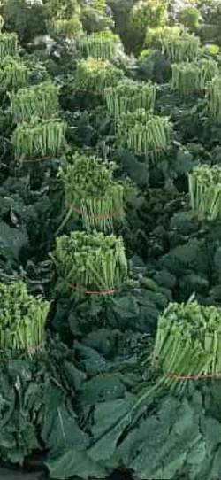 HONEYDEW    Bulk available  200 to 300 big bunches of each daily   Kale R42/bunch
