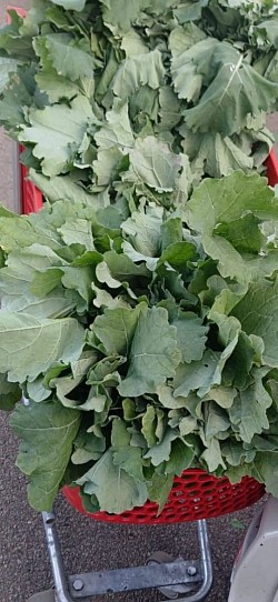 Wrape  R32 per bunch