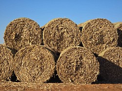 Bainsvlei Bloemfontein   Gemaalde mieliereste beskikbaar @R50 per streep sak of R45 + lee sak  1.5m ronde mieliereste bale beskikbaar  @R405 elk  Ground maize leftovers available @R50 per Big bag or R45 + empty bag  1.5m round maize residue bales available @R405 each  Melinda 0612120378
