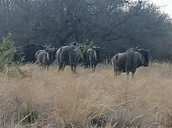 PLAASSKUUR BOSVELD LODGE   Slegs 75km vanaf Pta en 30km buite Brits !!!! 8-10 AUGUSTUS ( 1 X 4 SLEEPER BESKIKBAAR) 22-24 AUGUSTUS  5-7 SEPTEMBER 12-14 SEPTEMBER 19-21 SEPTEMBER SKOOLVAKANSIE !!! BRAAIDAG 24 SEPTEMBER, LANGNAWEKE !!! 4 Sleeper @ vanaf slegs R850/nag/chalet 6 Sleeper @ vanaf slegs R1250/nag/chalet MIDWEEK SPECIALS VAN AF SLEGS R1200 !!!!! 4 sleeper @ slegs R1200 vir pensionarisse 4 sleeper @ slegs R2000 vir nie pensionarisse!! BESPREEK NOU BY Melinda  +27612120378