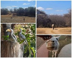 PLAASSKUUR BOSVELD LODGE   Slegs 75km vanaf Pta en 30km buite Brits !!!! 8-10 AUGUSTUS ( 1 X 4 SLEEPER BESKIKBAAR) 22-24 AUGUSTUS  5-7 SEPTEMBER 12-14 SEPTEMBER 19-21 SEPTEMBER SKOOLVAKANSIE !!! BRAAIDAG 24 SEPTEMBER, LANGNAWEKE !!! 4 Sleeper @ vanaf slegs R850/nag/chalet 6 Sleeper @ vanaf slegs R1250/nag/chalet MIDWEEK SPECIALS VAN AF SLEGS R1200 !!!!! 4 sleeper @ slegs R1200 vir pensionarisse 4 sleeper @ slegs R2000 vir nie pensionarisse!! BESPREEK NOU BY Melinda  +27612120378