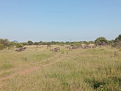 PLAASSKUUR BOSVELD LODGE   Slegs 75km vanaf Pta en 30km buite Brits !!!! 8-10 AUGUSTUS ( 1 X 4 SLEEPER BESKIKBAAR) 22-24 AUGUSTUS  5-7 SEPTEMBER 12-14 SEPTEMBER 19-21 SEPTEMBER SKOOLVAKANSIE !!! BRAAIDAG 24 SEPTEMBER, LANGNAWEKE !!! 4 Sleeper @ vanaf slegs R850/nag/chalet 6 Sleeper @ vanaf slegs R1250/nag/chalet MIDWEEK SPECIALS VAN AF SLEGS R1200 !!!!! 4 sleeper @ slegs R1200 vir pensionarisse 4 sleeper @ slegs R2000 vir nie pensionarisse!! BESPREEK NOU BY Melinda  +27612120378