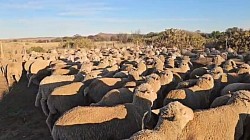 Gariep Dam, Eastern Cape   On offer is 200 to 300 4 to 6 teeth Merino hamels with excellent wool, average weight of 50 kg R2030 plus vat each First come first served  Melinda 0612120378