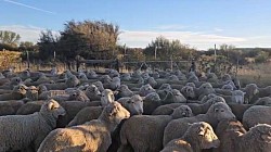 Gariep Dam, Eastern Cape   On offer is 200 to 300 4 to 6 teeth Merino hamels with excellent wool, average weight of 50 kg R2030 plus vat each First come first served  Melinda 0612120378