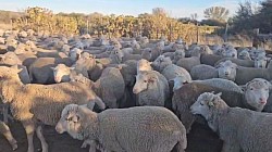 Gariep Dam, Eastern Cape   On offer is 200 to 300 4 to 6 teeth Merino hamels with excellent wool, average weight of 50 kg R2030 plus vat each First come first served  Melinda 0612120378