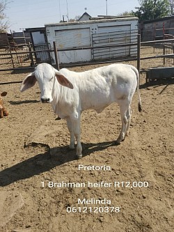 Pretoria  1 Brahman heifer R12,000  Melinda 0612120378