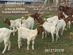 Middelburg boergoats