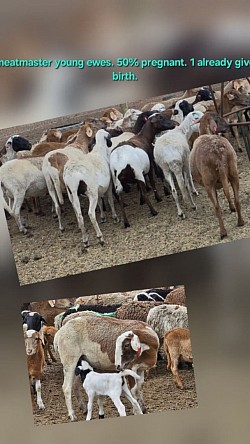 Nigel  Meatmaster ooie jonk 50%dragtig / pregnant Young ewes  R2600 elk om groep te vat van 44 Take all  Melinda 0612120378